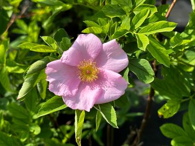 Rosa palustris - Rose from Pleasant Run Nursery