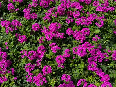 Verbena canadensis 'Homestead Hot Pink' - Verbena from Pleasant Run Nursery