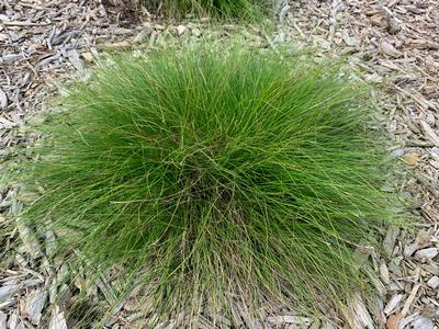 Carex eburnea - from Pleasant Run Nursery