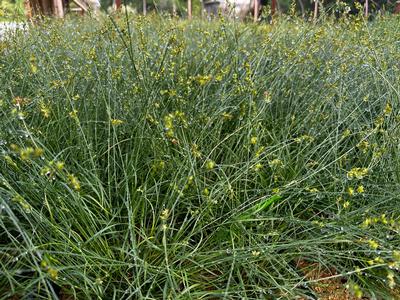 Carex texensis - Sedge- Low Woodland from Pleasant Run Nursery