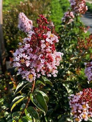 Lagerstroemia 'Pink Pig' - Crapmyrtle from Pleasant Run Nursery