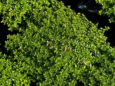 Thymus vulgaris 'Archers Gold' - Thyme-Woolly from Pleasant Run Nursery