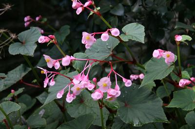 Begonia grandis - Hardy Begonia from Pleasant Run Nursery