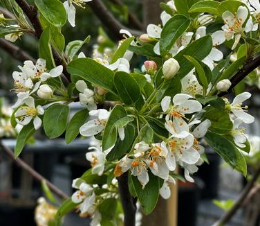 Malus x 'Sugar Tyme' - Crabapple from Pleasant Run Nursery