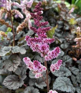 Astilbe chinensis 'Dark Side of the Moon' - Astilbe - Chinese from Pleasant Run Nursery