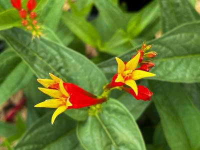 Spigelia marilandica 'Ragin Cajun' - Indian Pink from Pleasant Run Nursery