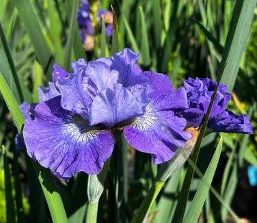 Iris sibirica 'Blueberry Fair' - Siberian Iris from Pleasant Run Nursery