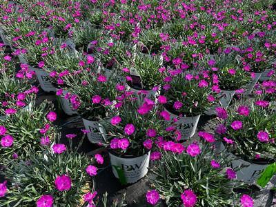 Dianthus x 'Paint the Town Fuchsia' - Pinks, Carnations from Pleasant Run Nursery