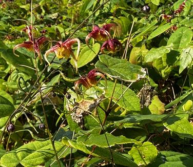 Epimedium x 'Rigoletto' - Barrenwort from Pleasant Run Nursery