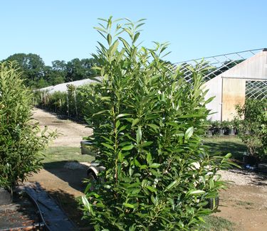 Prunus laurocerasus 'Schipkaensis'
