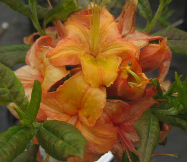 Rhododendron calendulaceum 