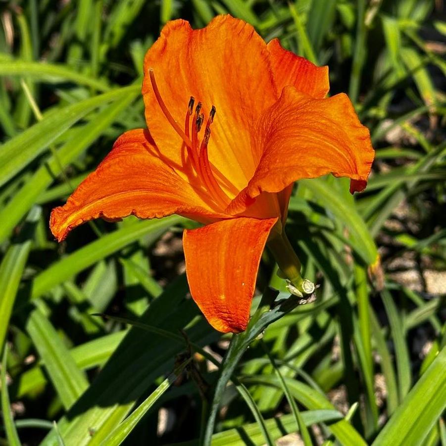Hemerocallis Mauna Loa