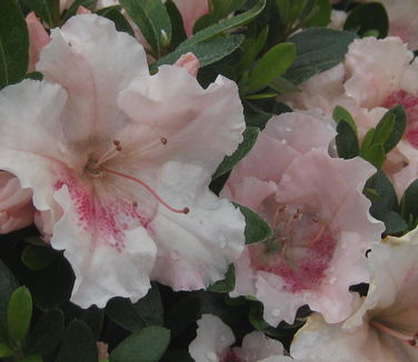 Rhododendron Gumpo Pink