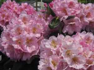 Rhododendron 'Scintillation' 