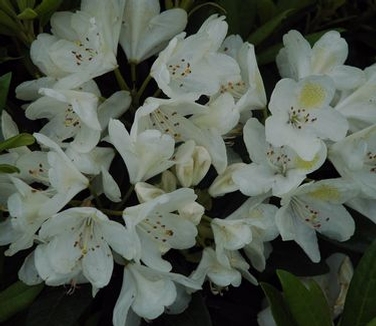 Rhododendron catawbiense Chionoides