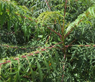 Rhus glabra 'Laciniata'