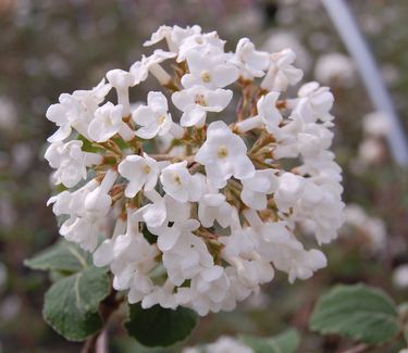 Viburnum carlesii - Koreanspice Viburnum