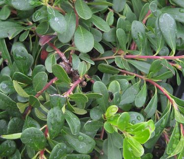 Arctostaphylos uva-ursi 'Massachusetts' - Bearberry