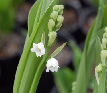 Convallaria majalis - Lily of the Valley 