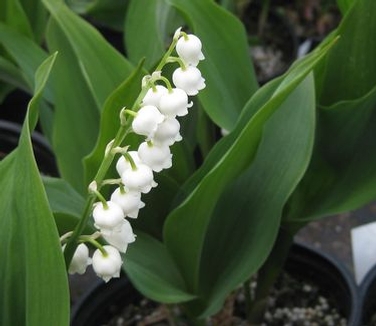 Convallaria majalis Bordeaux