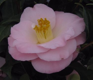 Camellia x April Blush