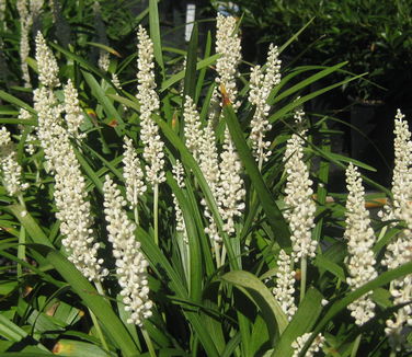 Liriope muscari Monroe White - Lily-turf