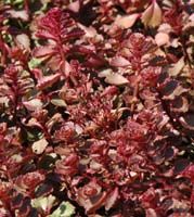 Sedum spurium Red Carpet - Two Row Stonecrop