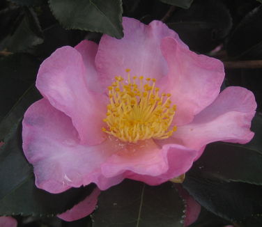 Camellia x 'Long Island Pink' - Long Island Pink Camellia