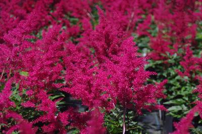 Astilbe x arendsii 'Red Sentinel