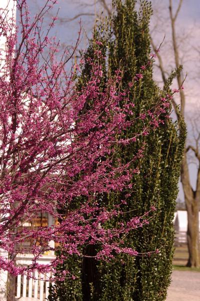 Cercis canadensis 'Hearts of Gold' - Eastern Redbud