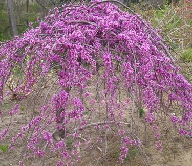 Cercis canadensis Lavender Twist™