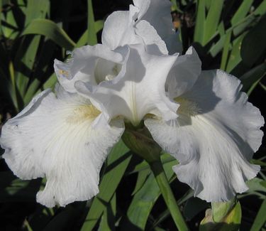 Iris germanica 'Immortality' - German Bearded Iris