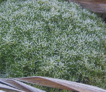 Sagina subulata 'Aurea' - Scotch Moss (w/ frost)