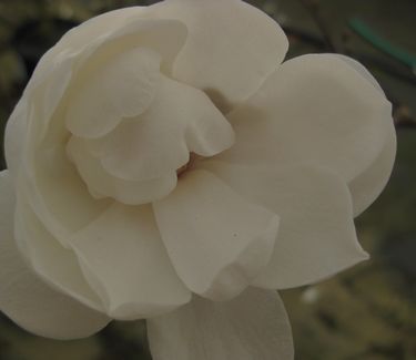 Magnolia x loebneri 'White Rose'