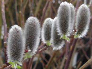 Salix chaenomeloides