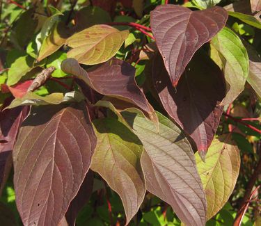 Cornus sericea 'Baileyi'- Redosier Dogwood (Fall color)