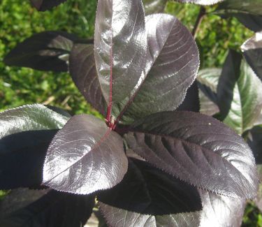 Aronia melanocarpa 'Viking' - Black Chokeberry (Fall color)