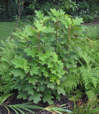 Hydrangea quercifolia Amethyst 