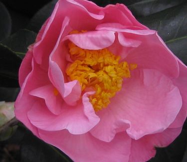 Camellia x Pink Icicle - Camellia
