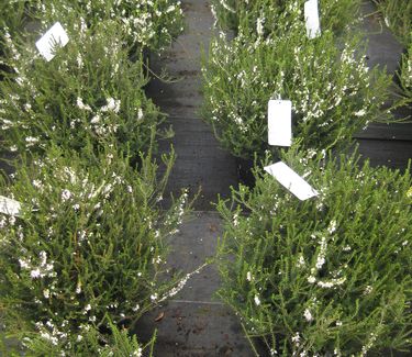 Erica x darleyensis Mediterranean White - Heath 