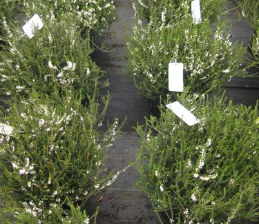 Erica x darleyensis Mediterranean White - Heath