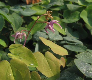 Epimedium grandiflorum Red Beauty - Barrenwort 