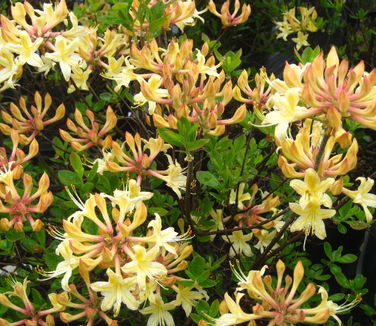 Rhododendron aus. x atl. Choice Cream