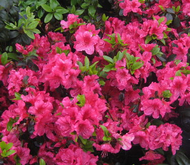 Rhododendron Girard Crimson