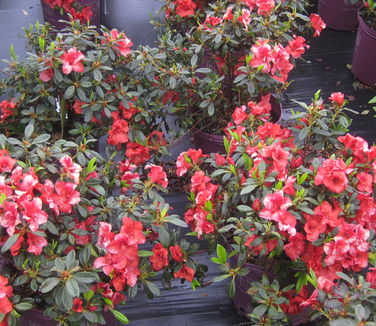 Rhododendron Encore Autumn Embers