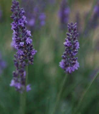 Lavandula x intermedia Phenomenal - Lavender