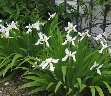 Iris tectorum var. album - White Japanese Roof Iris 