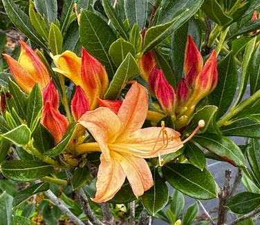 Rhododendron viscosum x bakeri 'Golden Showers' - Hybrid Azalea from Pleasant Run Nursery