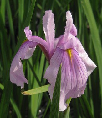 Iris ensata 'Rose Queen' - Japanese Iris