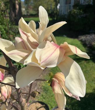 Magnolia x 'Sun Spire' - Magnolia from Pleasant Run Nursery